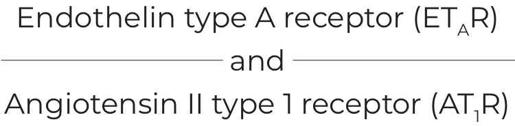 Endothelin type A receptor (ETAR) and Angiotensin I type 1 receptor (AT1R)
